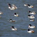 낙동강오리알 이미지