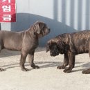 카네 이미지