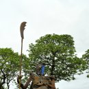 소리나무 이미지