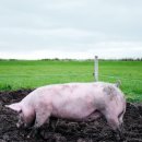 배부른돼지 이미지