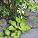 선라이즈 이미지