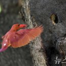 고목나무 이미지