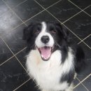 [림스애견학교]Boder collie Ader obedience training picture 이미지