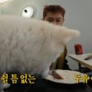 참견펫푸드 이미지
