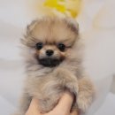 내품안의반려견 노원점 이미지