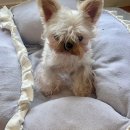 케이독 ST 이미지