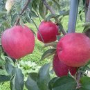 청송사과몰