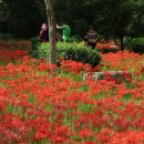 불갑사관광지 이미지