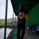 황금향어 이미지