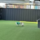 멍크라운 이미지