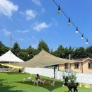 할리우독 이미지