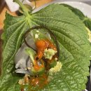 강남회초장