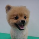 똥강아지 애견샵 이미지