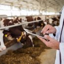 이수의과동물병원(출장진료전문) 이미지