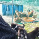 강생이네 이미지