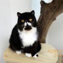 나린그루밍 이미지