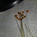 꽃차만들기 이미지