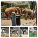 보람어린이공원 | 서울 어린이 대공원 동물원 입장료 무료 및 주차 할인 후기