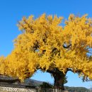 홍산객사 은행나무 이미지