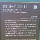 영풍 병산리 갈참나무 이미지