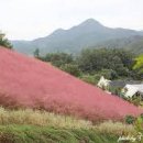 충남 금산 가볼만한곳 금산 핑크뮬리 꽃구경 충남나들이 이미지