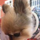 힙독 애견카페 이미지