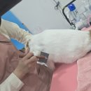 이쁘면다냥 이미지