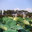 회산백련지 만남의 광장 이미지