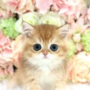 천안 고양이분양 도로시펫 이미지