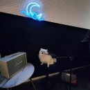 [실시간 올림픽공원 벚꽃] 팝콘 만개! 포포, 마태와 함께한 주말 데이트 코스 주차 꿀팁 🌸🐶