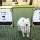 벨라애견카페 이미지