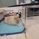 저녁)엑셀활용 | 스팀청소기 추천 에이앤오 클린엑셀 스팀청소기 솔직 사용 후기 :)