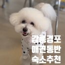 용수펜션 | [강릉]애견펜션추천ㅣ단독테라스 &amp;강아지 운동장있는 강릉 애견동반 숙소 경포몽 후기