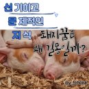 [신문지] 돼지꿈은 왜 길몽일까?