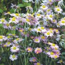 구절초로 이미지