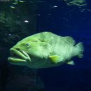 제주 그 다금바리는 다금바리가 아니다