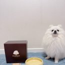 소다펫 | 강아지 밥그릇 꼬랩 펫마인 식기로 물그릇 까지 챙겨주기 후기
