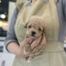 도그하우스 애견샵 이미지