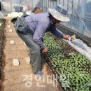 옹진군농업기술센터 이미지