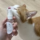 오송 봄봄 동물병원 이미지