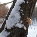 조영래 시인이 들려주는 디카시 211-김종태의 ＜나무의 겨울 이야기＞ 이미지