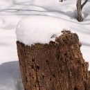 구룡령 옛길 이미지