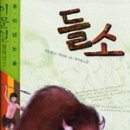 들소 이미지