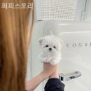 퍼피스토리 이미지