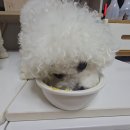 우주유이 | 펫제품 리뷰 l "듀먼" 자연화식! 강아지 여름 보양식 추천! 뭉찌랑 비누's 급여후기