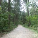 숲의틈(FOREST GAP)