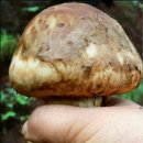 구봉산마을 이미지