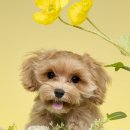 꽃보다 멍 이미지