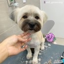 청담동물병원애견미용실 이미지