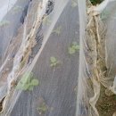 환희농장 | 농부학교9기 22주 차 후기, 알타리무씨 파종, 무씨...텃밭농사, 주말농장 귀농 귀촌, 농부 일상, 힐링